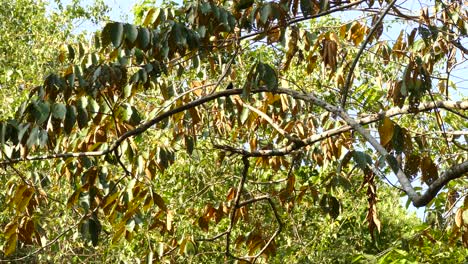 little bird flies on tree branch