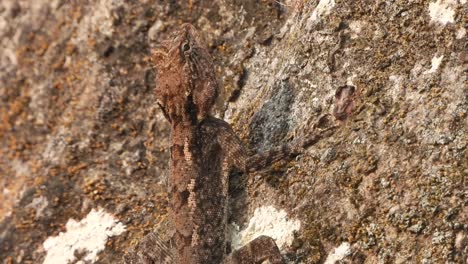 lagarto en la roca ojos piernas
