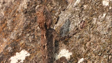 lizard in rock -eyes - legs