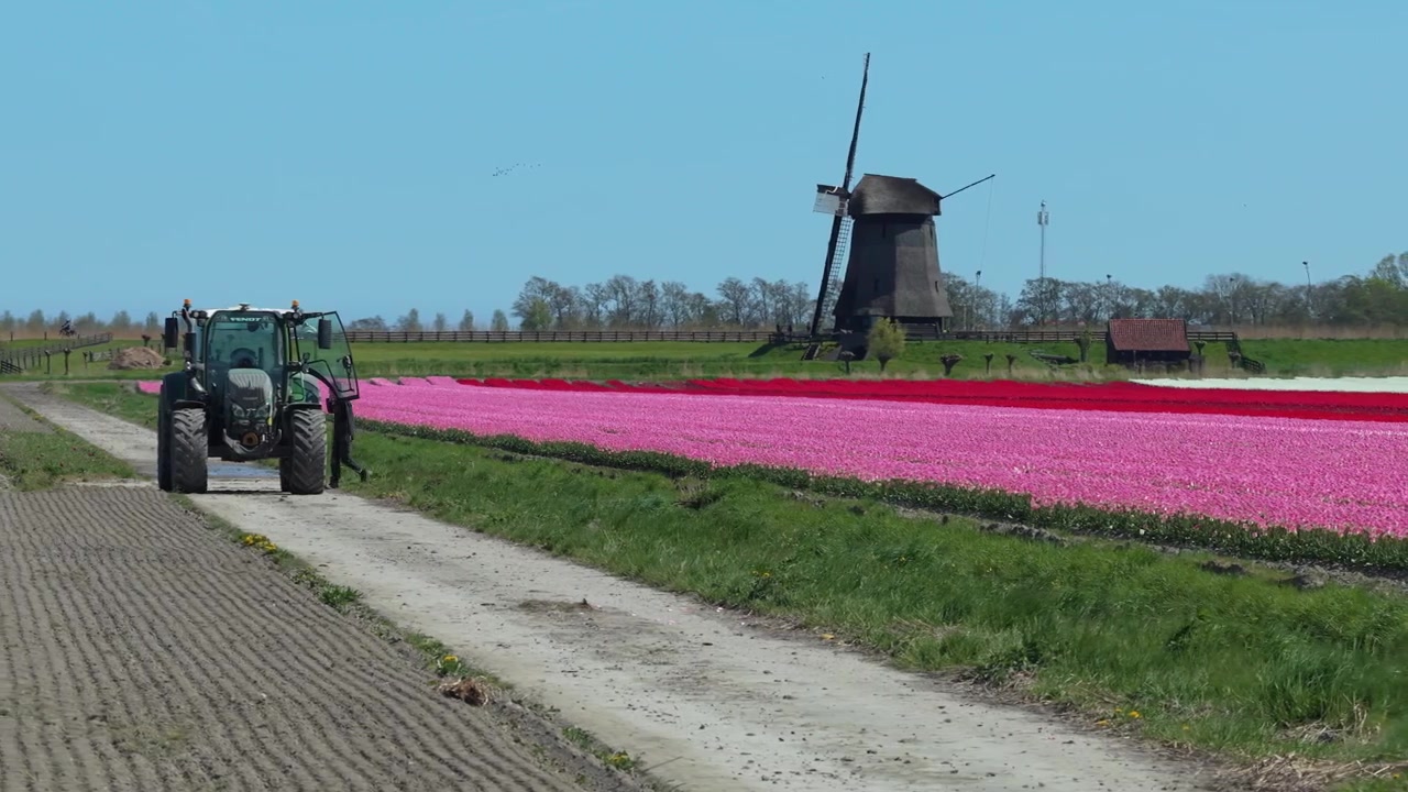 Contadino alla guida di un trattore vicino a campi di tulipani olandesi colorati e un mulino a vento