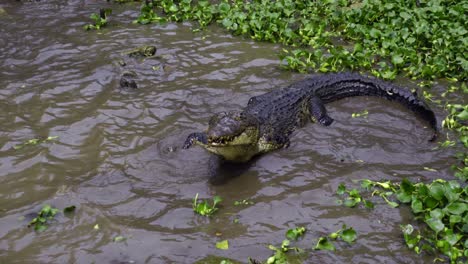 crocodiles in muddy water, barnacles crocodile farm, indonesia - handheld shot