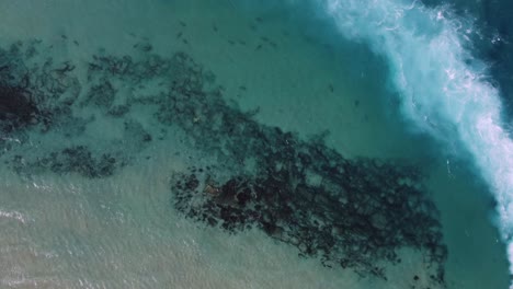 Gruppe-Dunkler-Haie-Im-Klaren-Blauen-Strandwasser---Vogelperspektive,-Drohnenaufnahme