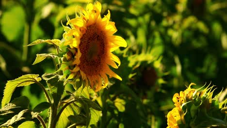 Hermosos-Girasoles-Florecientes-Listos-Para-La-Cosecha-Con-Una-Suave-Brisa