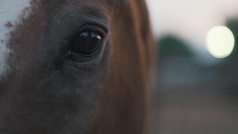 Primer-Plano-Del-Ojo-De-Los-Caballos