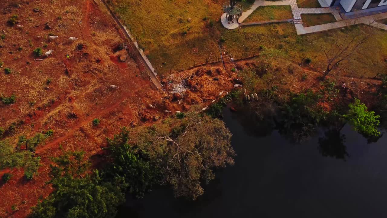 Top down aerial of a herd of cows walking in a row to a lake in the Nigerian countryside