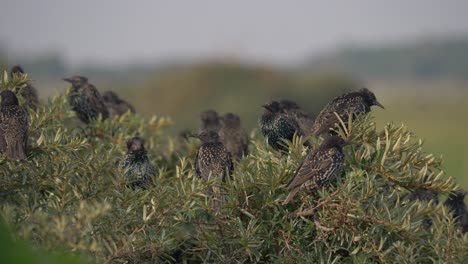 Group-of-Common-Starlings-together-on-bush-for-protection-in-Denmark-nature
