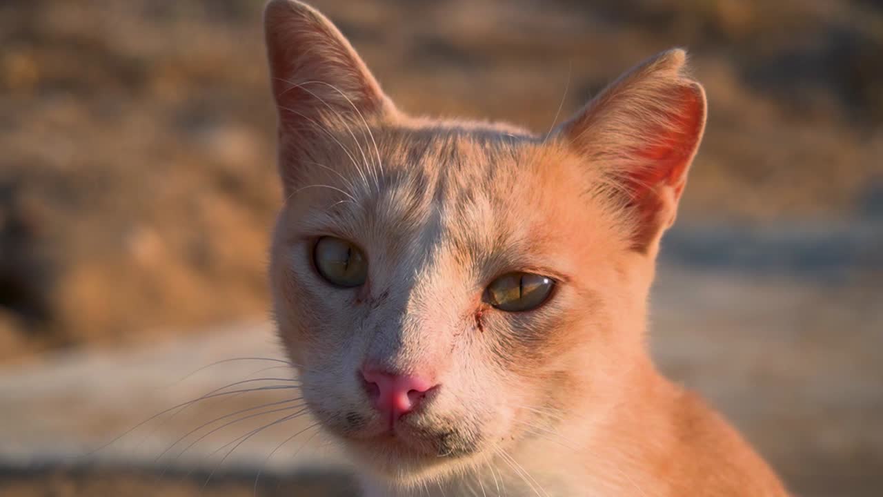 primer plano de un gato callejero bañado en la luz de la hora dorada, destacando sus características