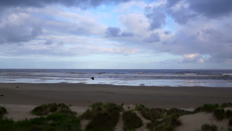 Cámara-Lenta-De-Pájaro-Volando-En-Una-Playa