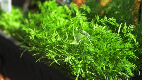 watering of a dill herb