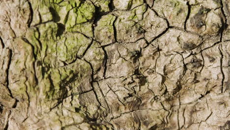 bark of an old olive tree with walking insect, details and cracks on the surface - close up, static shot