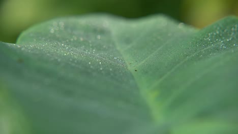 Dew-drops-fall-on-the-leaves-of-the-trees-in-winter