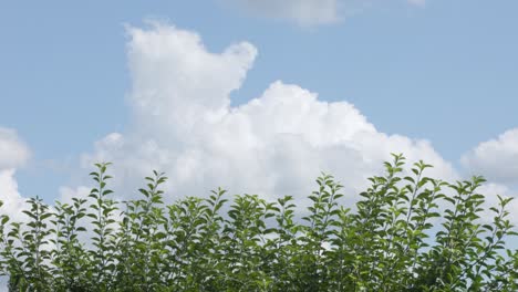 A-tree-moves-in-a-gentle-breeze,-with-blue-skies-and-clouds-in-the-background