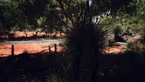 red sand bush with trees