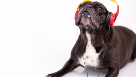 dj french bulldog with headphones and turntables