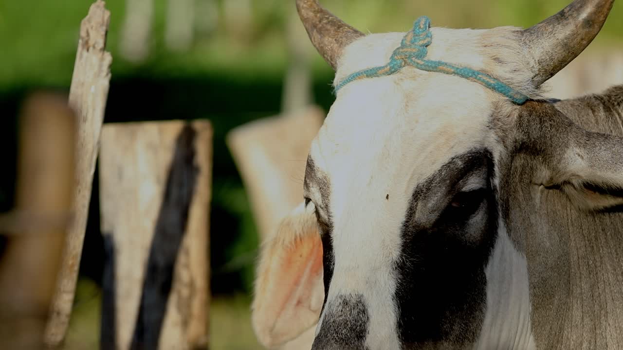Primo piano di un toro in una fattoria lattiero-casearia nel Brasile rurale.