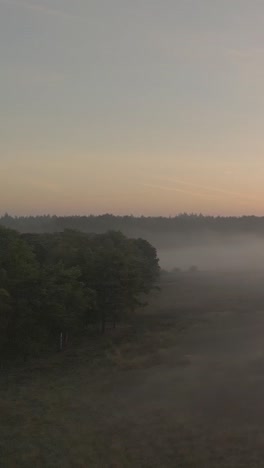 misty sunrise over a forest