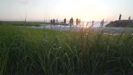 Grass-blowing-in-the-wind-at-beach-during-sunset-in-Cape-Cod,-Massachusetts