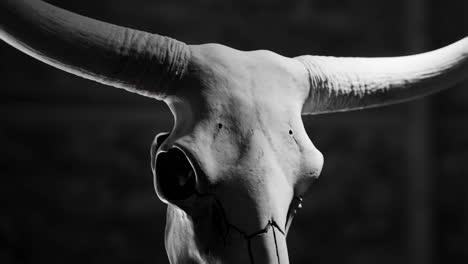 animal skull close up