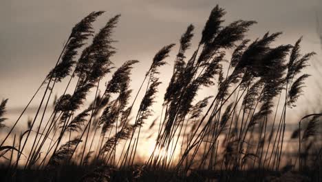silhouette of foxtail fountain grasses swaying on the gentle wind against the warm sunset in costa rica. - closeup shot