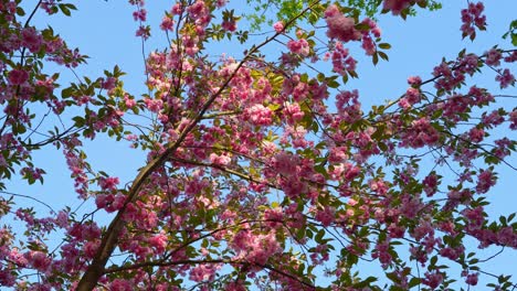 branches of a tree with blooming pink flowers gently sway in the wind against a bright spring sky, seen from below