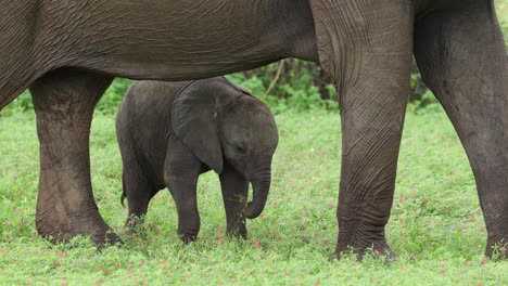 a cute baby african elephant calf feeding on grass under the belly of its mother, mashatu game reserve, botswana