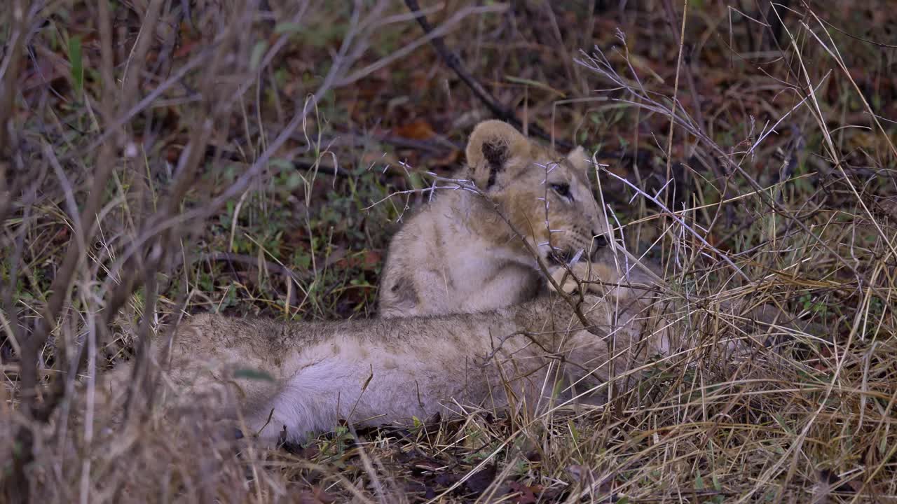twee leeuwenkinderen liggen in het gras in zuid-afrika, verborgen voor de regen.