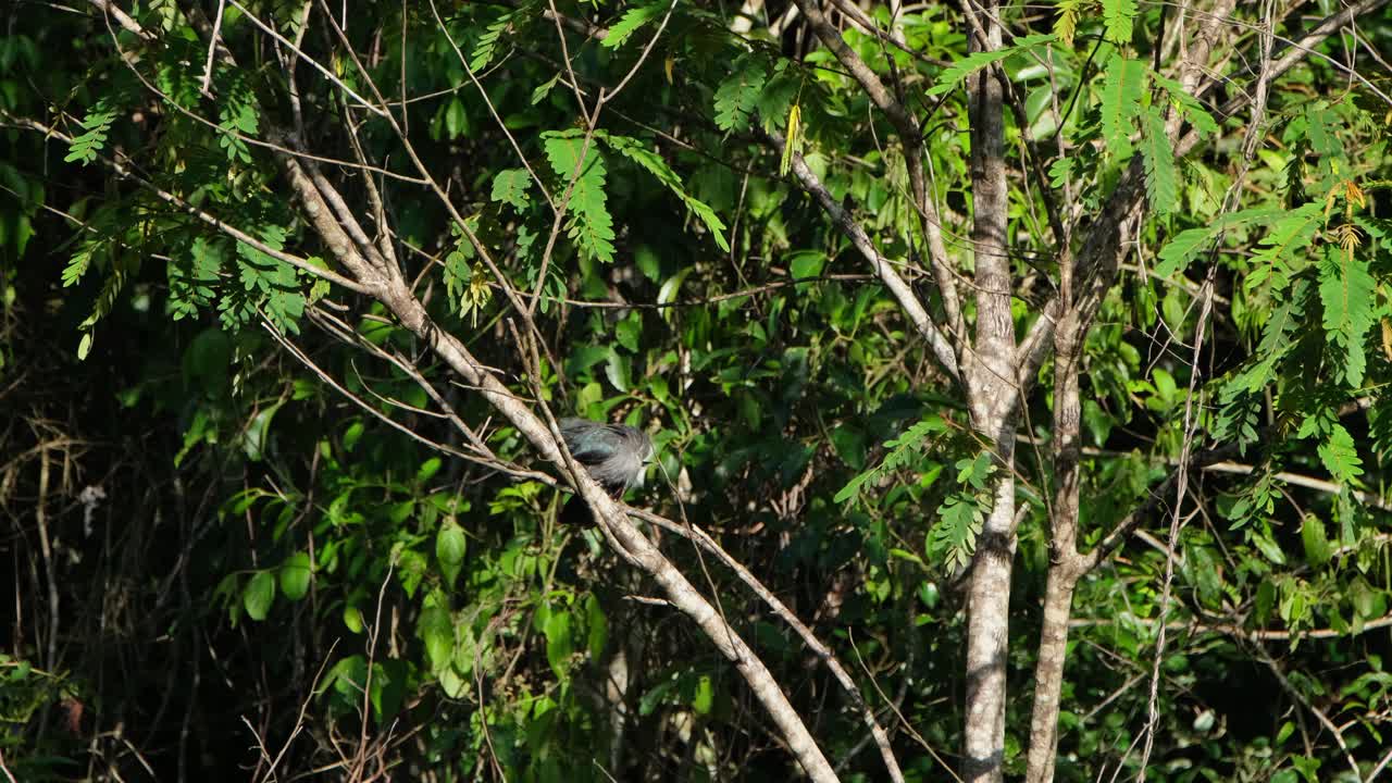 se ve a la malkoha phaenicophaeus tristis de pico verde limpiando su cola bajo el sol de la mañana mientras se encuentra en una rama inclinada de un árbol, tailandia
