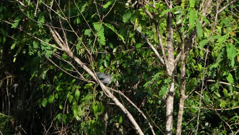 Visto-Acicalarse-La-Cola-Bajo-El-Sol-De-La-Mañana-Mientras-Está-Encaramado-En-Una-Rama-Inclinada-De-Un-árbol,-Malkoha-Phaenicophaeus-Tristis-De-Pico-Verde,-Tailandia