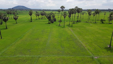 Verfolgung-Durch-Hohe-Palmen-In-Siem-Reap,-Kambodscha