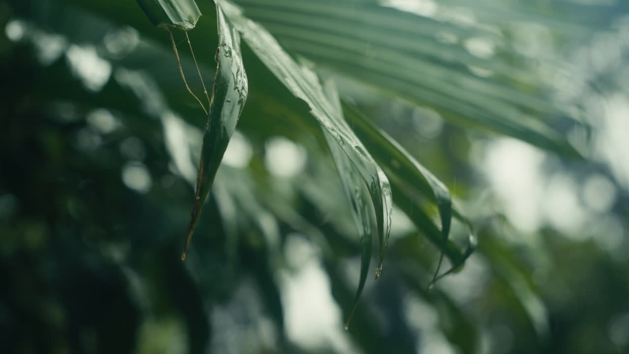 Close-up of Leaves in the Rain