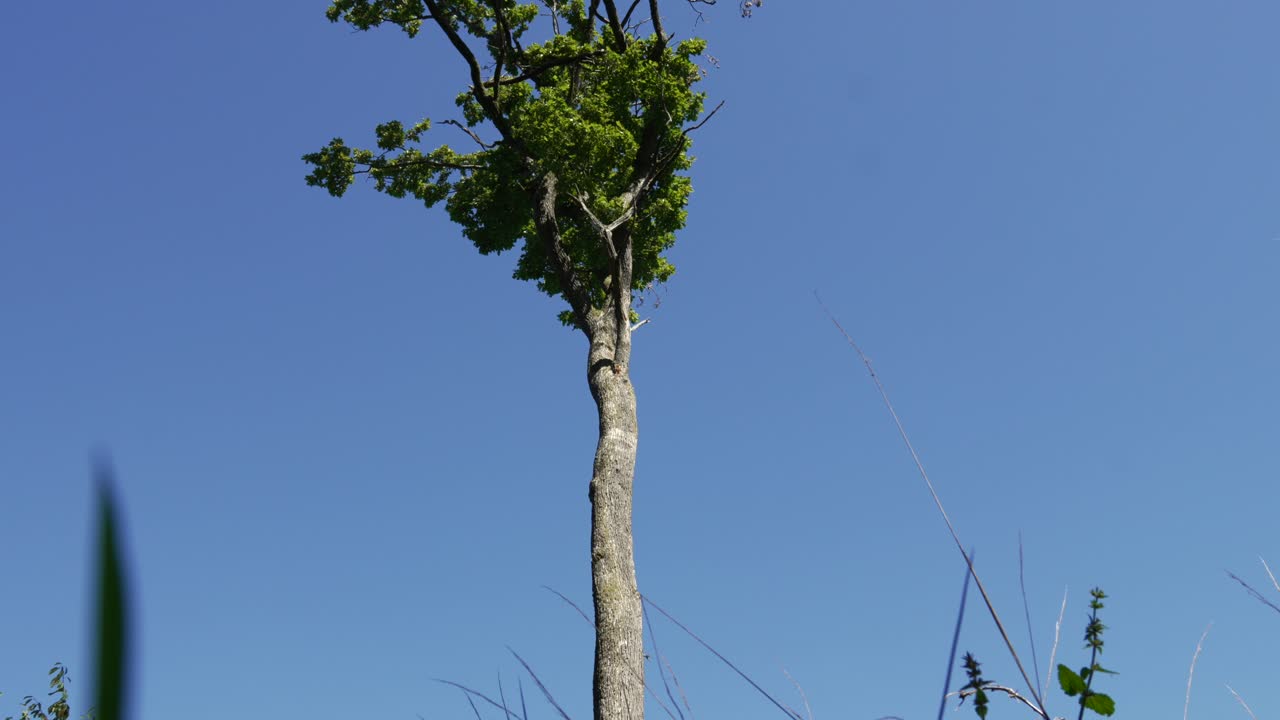 Tall tree with branches on the upper part, nature view from grass field