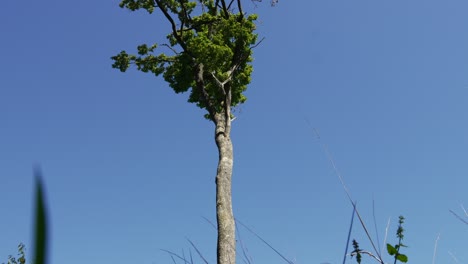 tall tree with branches on the upper part, nature view from grass field