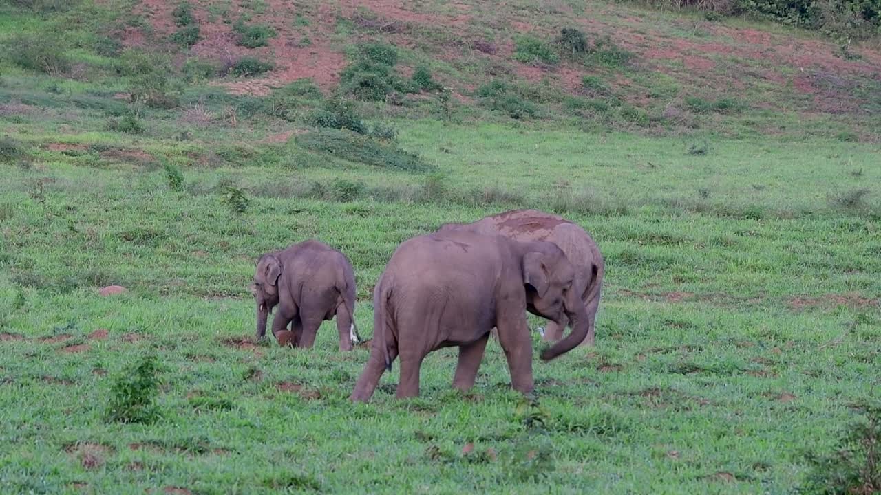 아시아 코끼리는 멸종 위기 종이며 태국 거주자이기도합니다.