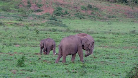 los elefantes asiáticos son especies en peligro de extinción y también son residentes de tailandia