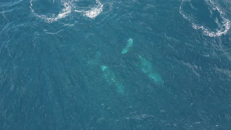 Un-Par-De-Ballenas-Deslizándose-Por-Las-Aguas-Del-Océano