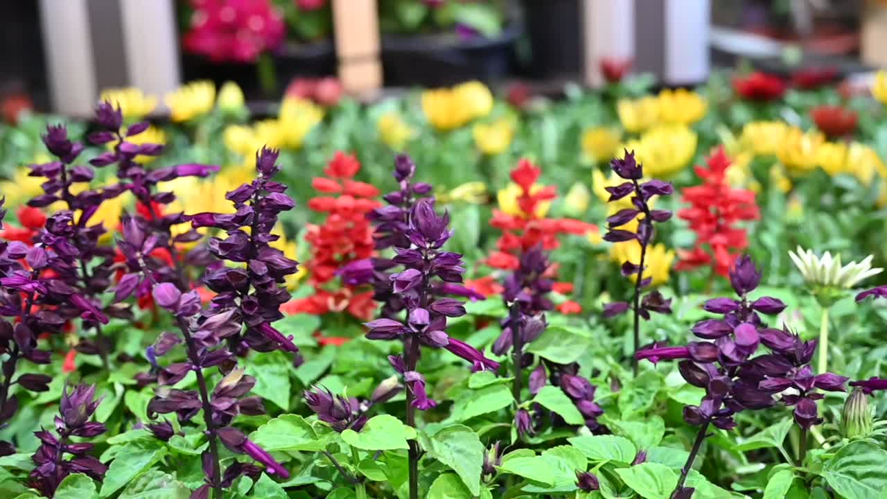 городские муниципалитеты тщательно выбирают зимние цветы, чтобы украсить пейзаж страны.