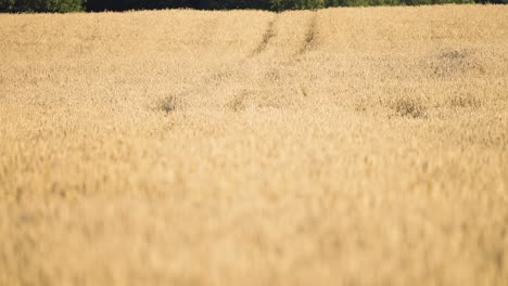 traktor tracks in the golden field of ripe wheat