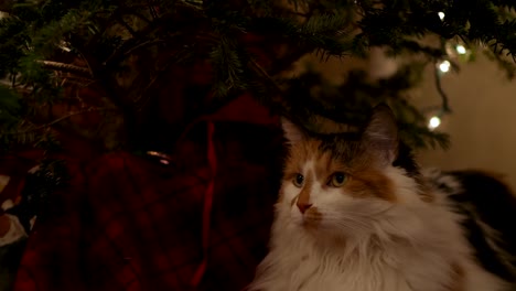 tired cat resting under a real christmas tree