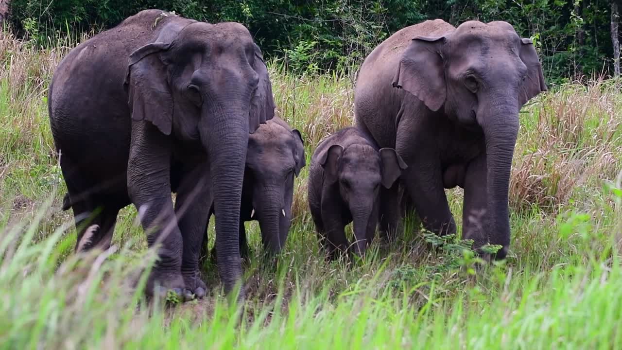 아시아 코끼리는 멸종 위기 종이며 태국 거주자이기도합니다.