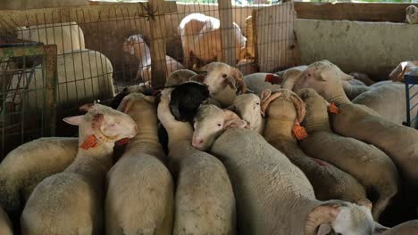 A-sacrificial-goat-is-being-fed-at-a-makeshift-livestock-market-ahead-of-the-Muslim-festival-of-Eid-al-Adha,-in-Turkey