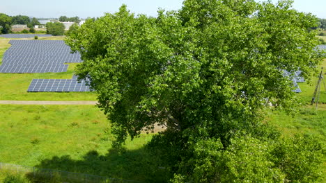 tree in a fourground and solar panel park in background, gdansk poland aerial side motion