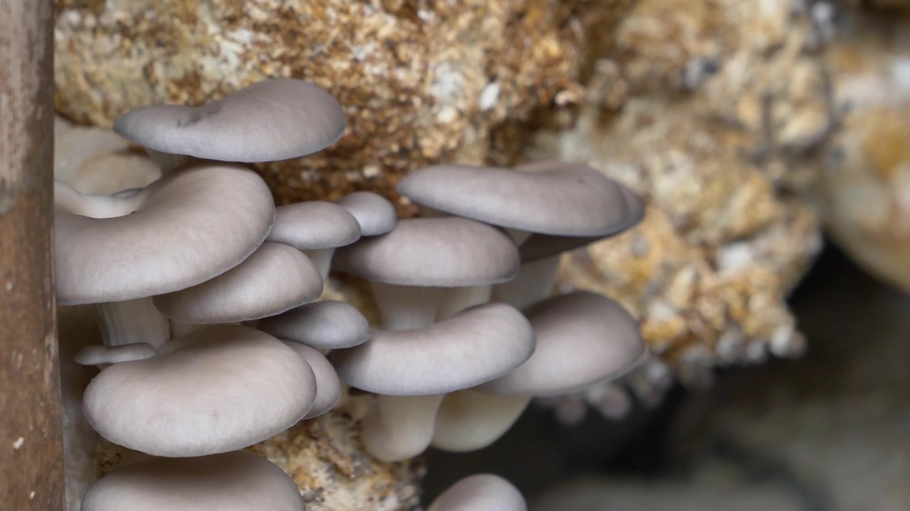 Close-up detail jamur tiram biru yang tumbuh di substrat di dalam pertanian budidaya dalam ruangan