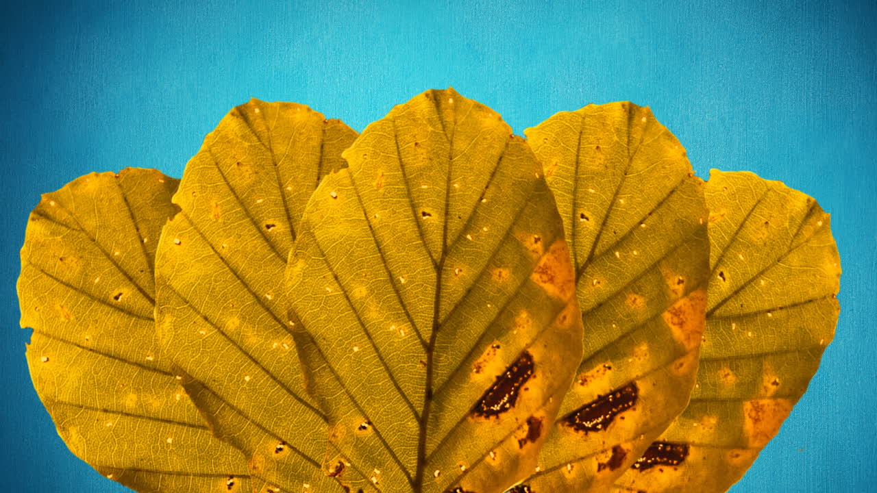 animación de hojas amarillas de otoño sobre fondo azul