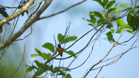 Yellow and Orange Bird Perched on Tree Branch