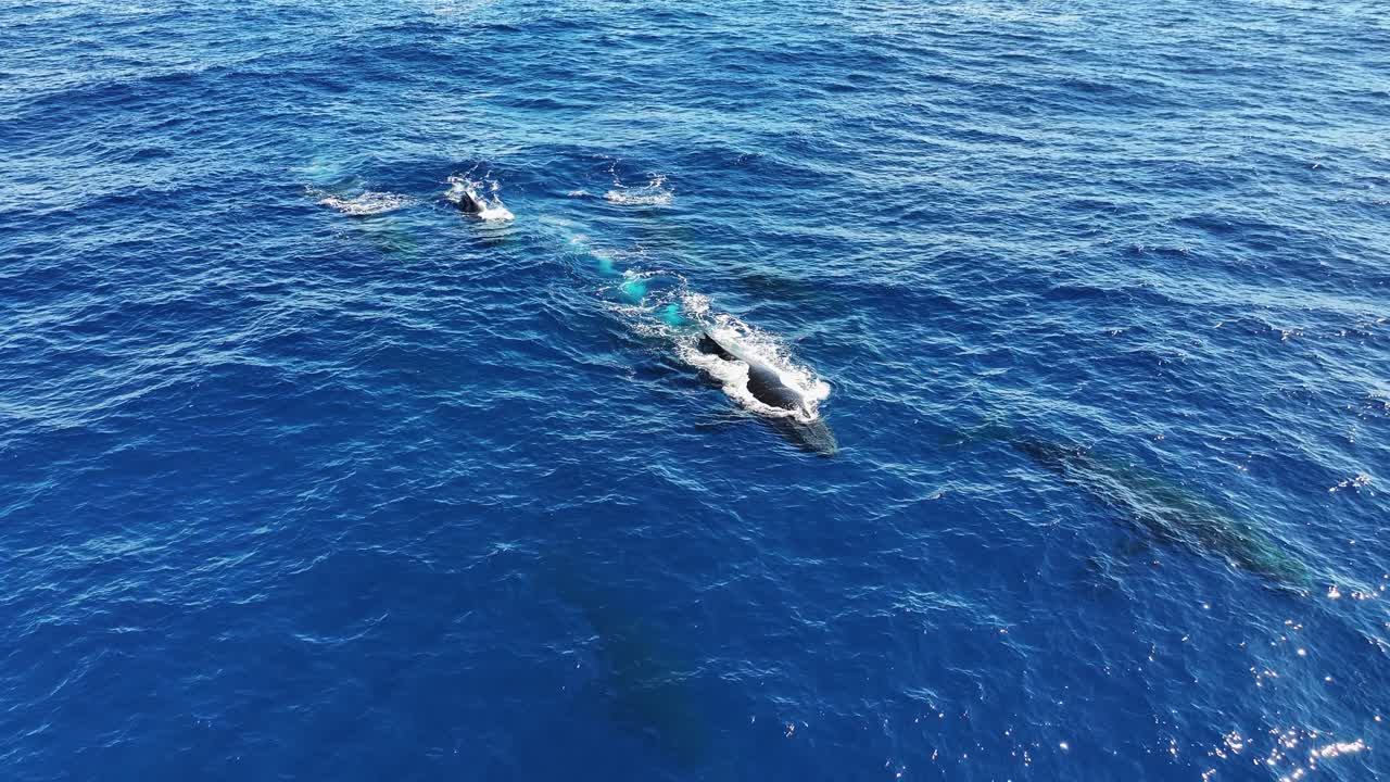 Drone Shot, Pod of Humpback Whales Swimming in Blue Ocean Water