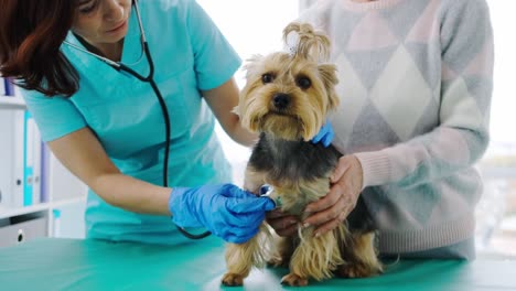 vet checking yorkshire terrier dog using stethoscope
