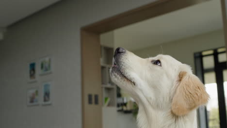 golden retriever looking up