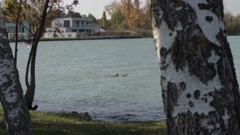 Ducks-at-Lake-Balaton,-Europe