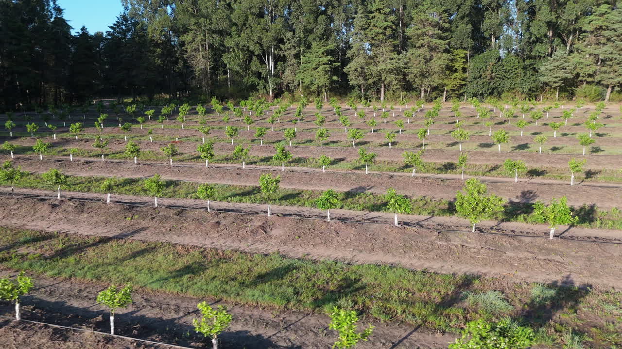 Aerial View of Young Orange Grove with Neatly Aligned Rows and Forest Background. Argentina. 4k.