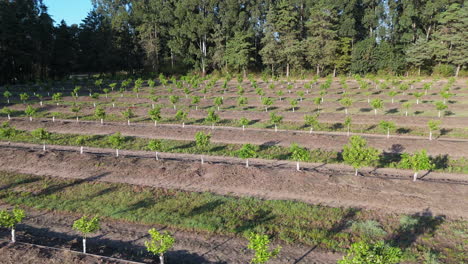 aerial view of young orange grove with neatly aligned rows and forest background. argentina. 4k.